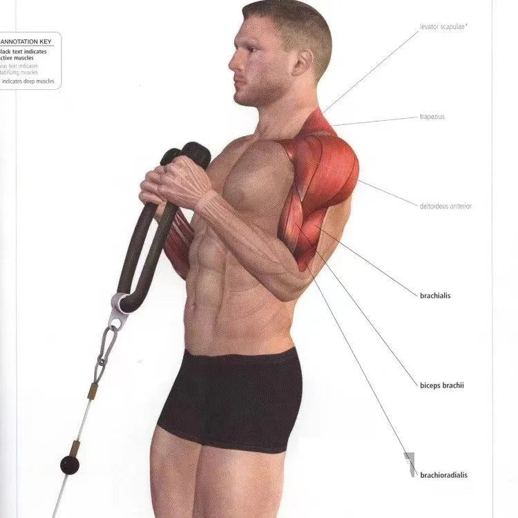 Tricep Rope Pulldown – Biceps, Back & Shoulder Attachment