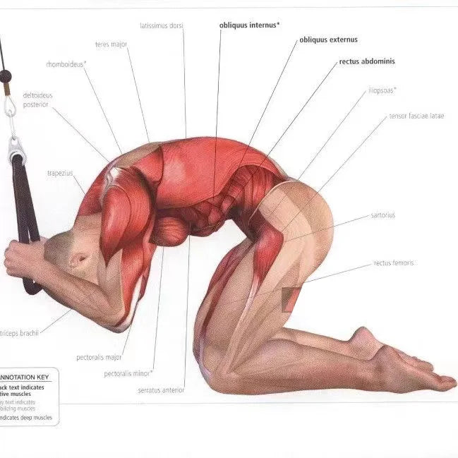 Tricep Rope Pulldown – Biceps, Back & Shoulder Attachment